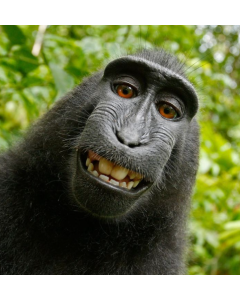 Aplikacja upiększająca selfiaki - do pobrania